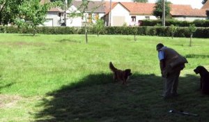 Oeuf-en-Ternois : démonstration de chiens d'arrêt