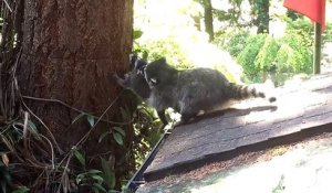 Un raton laveur apprend à son bébé à grimper dans les arbres