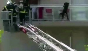 Les pompiers sauvent un chien d'un appartement en flammes à Antibes