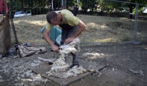 La tonte des moutons sur les berges du Roubion