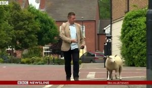 Un mouton fait pipi sur un journaliste en direct à la TV
