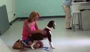 Son chien handicapé retrouve sa mobilité ! Regardez la réaction émouvante de sa maitresse !