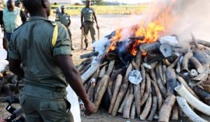 Mozambique: incinération massive de cornes de rhinocéros