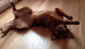 Ce golden retriever a décidé de faire une grève de la faim et de ne plus bouger!