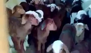 Des bébés chèvre répondent quand don leur parle