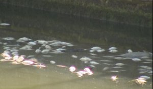 Des centaines de poissons morts retrouvés dans le canal à Bruxelles