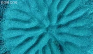 Rosace de sable du poisson-ballon - poisson artiste magique
