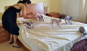 Mignon : ces chats empêchent leur propriétaire de faire le lit