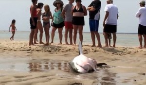 Un requin blanc de 2m sauvé par des touristes