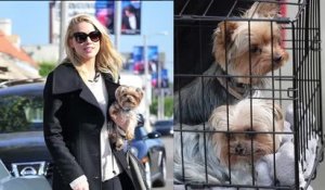Amber Heard accusée d'avoir amené ses chiens illégalement en Australie