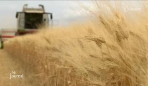 Agriculture : La saison des moissons a commencé (Vendée)