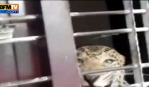 Un léopard s’introduit dans une école en Inde et fait un blessé