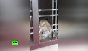 Un léopard cause la panique en pénétrant dans une école dans le sud de l’Inde