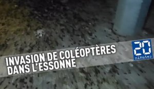 Un village envahi par des milliers d'insectes dans l'Essonne