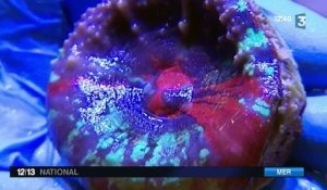 Marseille : une entreprise se lance dans l'élevage de coraux