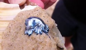 Une belle mais étrange créature de mer a été retrouvée par un "beachgoer"