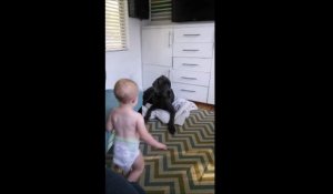 CHOC ! Un chien se fait voler sa couverture par un bébé !