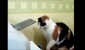 Un chat et un photocopieur