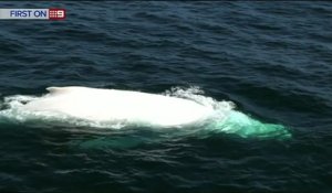 Très rare apparition d'une baleine blanche au large de la Côte d'or australienne