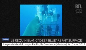 De nouvelles images de "Deep blue", l'un des plus grands requins blancs