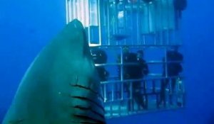 Deep Blue le plus gros requin - Aout 2015