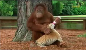 Une maman Orang-outan nourrit un bébé tigre