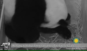 Naissance de deux bébés pandas géants au zoo de Washington