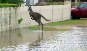 Un kangourou se promène malgré les inondations qui frappent l'Australie