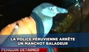 La police péruvienne arrête un manchot baladeur