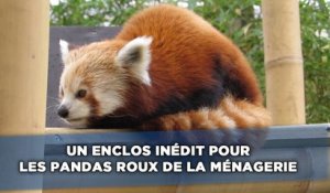 Un enclos inédit pour les pandas roux de la Ménagerie