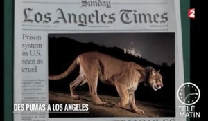 U.-S. NEWS  - Des pumas à Los Angeles - 2015/08/28