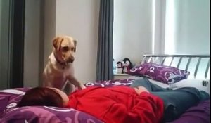 Ce chien prévient sa maîtresse qu'elle est sur le point de faire une crise d'épilepsie