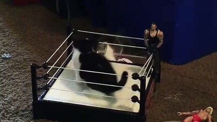 Deux Chatons Se Battent Dans Un Mini Ring Chats Catcheurs Sur Orange Videos