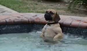 Le chien qui adore le jet d'eau de la piscine