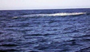 Baleine à bosse du bassin d'Arcachon