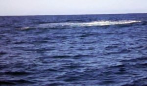 Baleine à bosse aperçue dans le Bassin d Arcachon