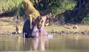 Un hippopotame mort explose et fait peur aux lions venus pour le manger