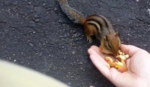 Nourrir un écureuil à la main... Trop mignon!