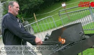 Ferme de Tcheu nouos à Saint-Lô. Ferrage d'un percheron en direct par un maréchal-ferrant