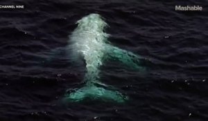 Australie : baleine à bosse albinos aperçue sur le long de la Gold Coast