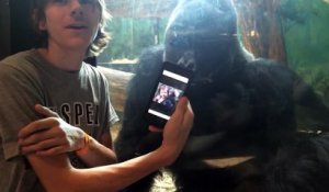 Découvrez Jelanie un gorille qui adore les selfies