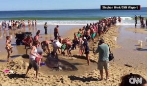 Grand Requin Blanc échoué sur la plage sauvé par des touristes. Magique