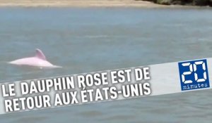 Un dauphin rose est de retour en Louisiane