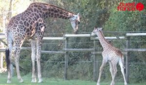 Les premiers pas du girafon Messa