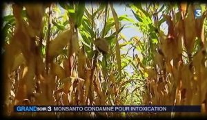 Monsanto : victoire d'un agriculteur