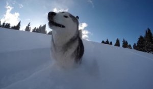 Un husky dans la poudreuse - Images magnifiques