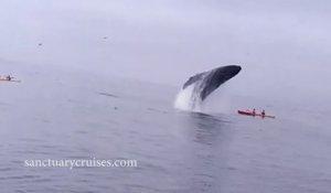 Californie : une baleine renverse des touristes en kayak