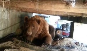 Un très gros ours se cache sous sa maison