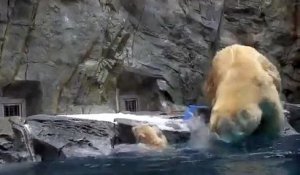 Un ours polaire sauve son ourson de la noyade