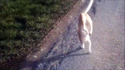 Un Chat Acrobate Marche Sur Ses Pattes Avant Sur Plusieurs Metres Sur Orange Videos